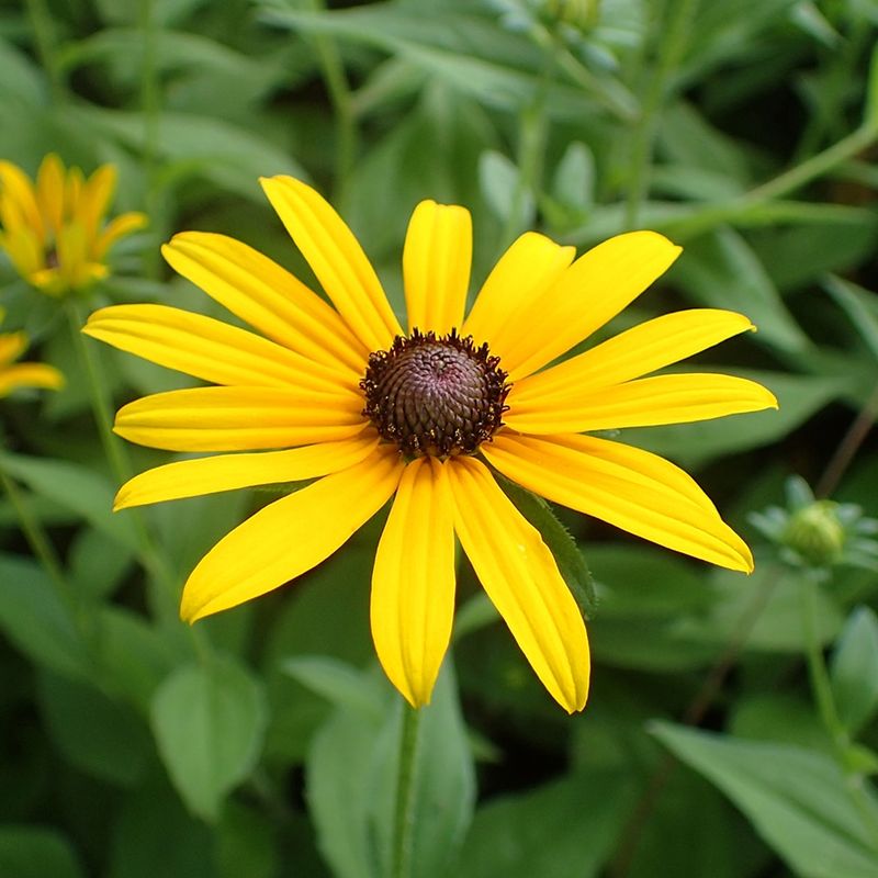 Black-Eyed Susan