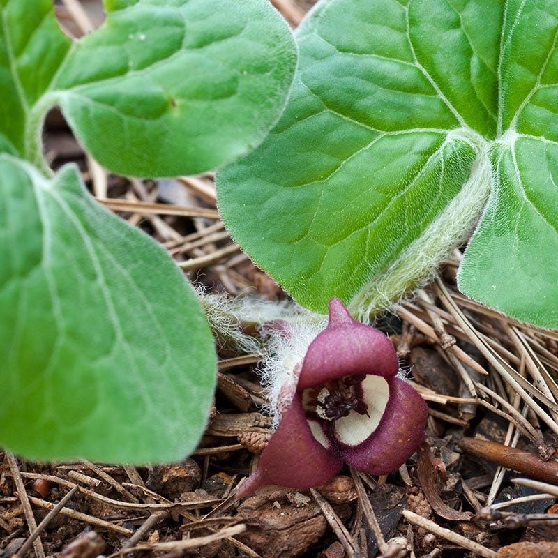 Wild Ginger (Asarum canadense)
