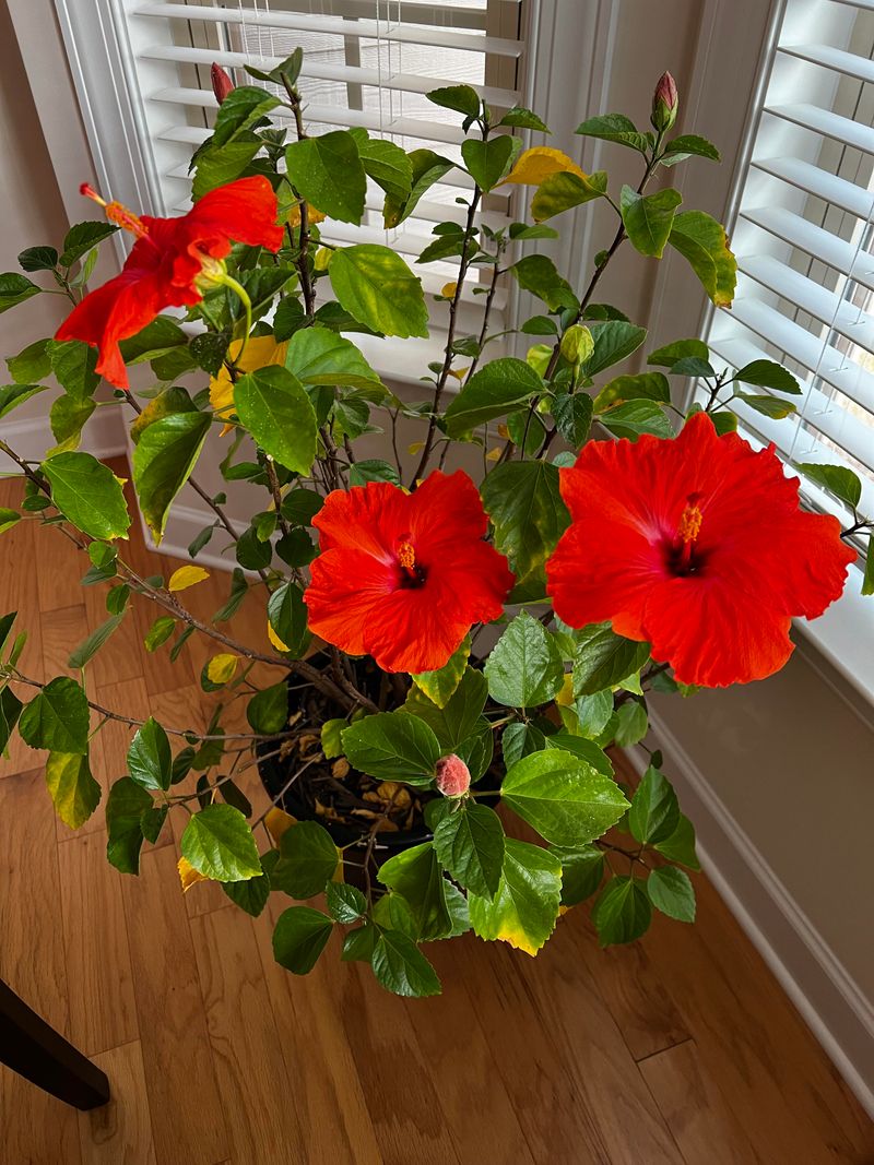 Hibiscus