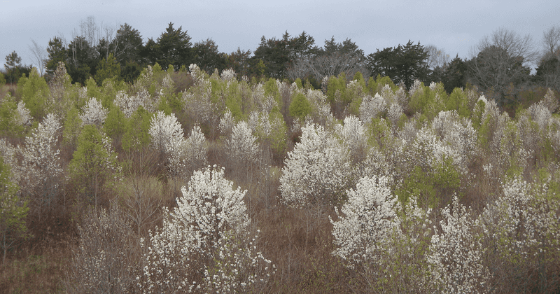 Bradford Pear (Callery Pear)