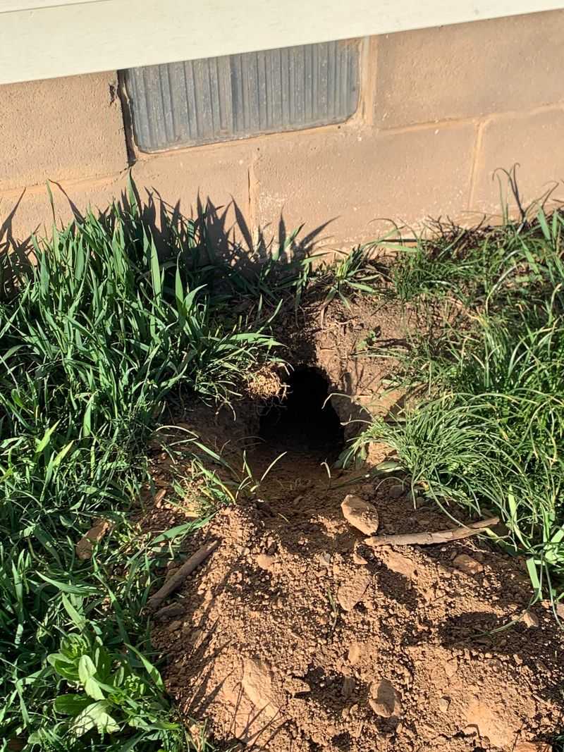 Burrows Along Foundations and Beds