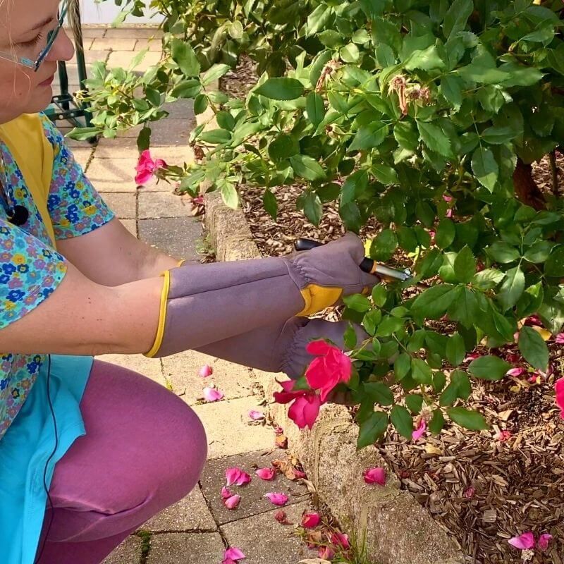An August lull does not always mean the rose is finished