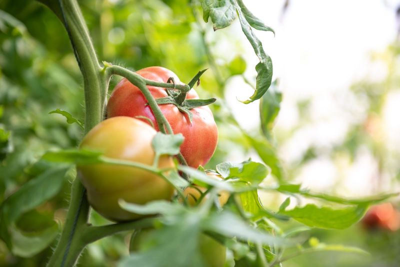 Variety Not Suited to Climate