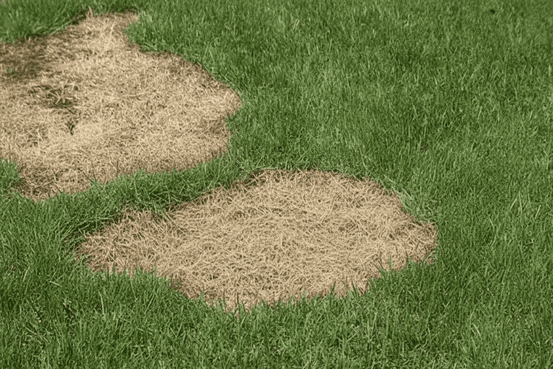 Soil, site, and routine care can add to summer stress
