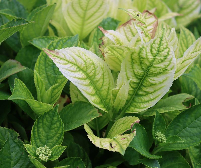 Yellowing Leaves With Green Veins