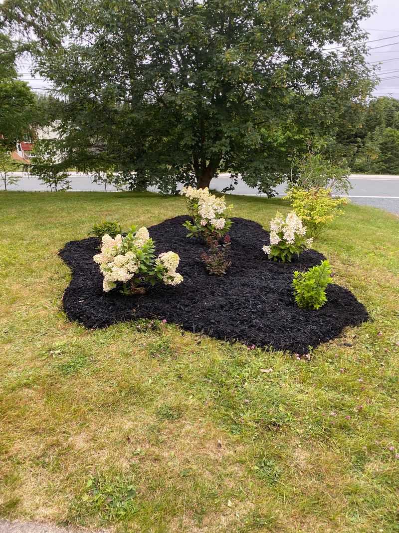 Mulch around the roots, not against the stems