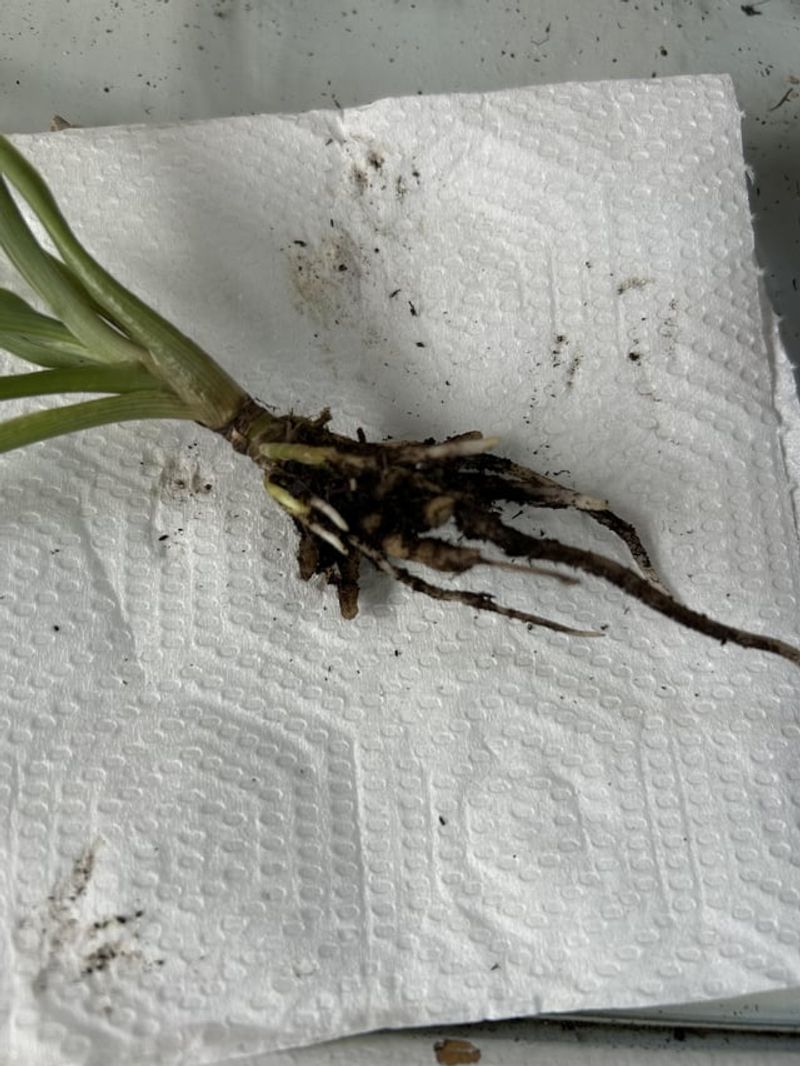 Go Easy on Water After Root Surgery