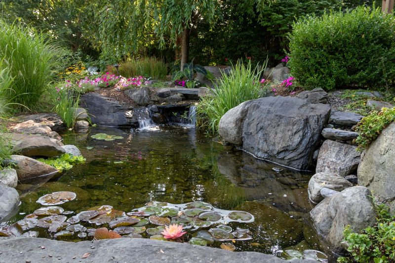 Pond structure can support prey while giving fish cover