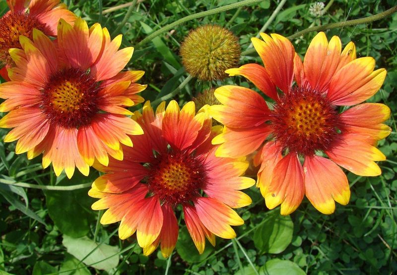 Gaillardia (Blanket Flower)