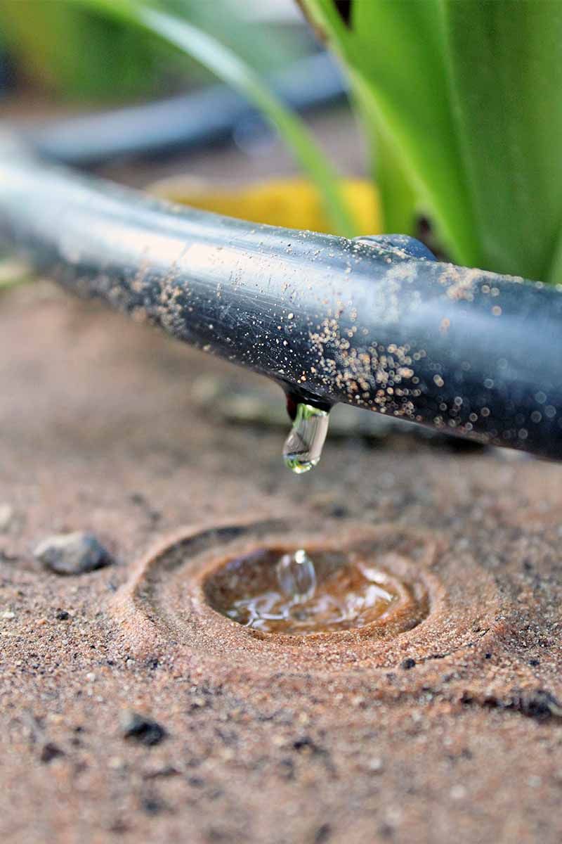 Switch to Slow, Deep Watering Techniques
