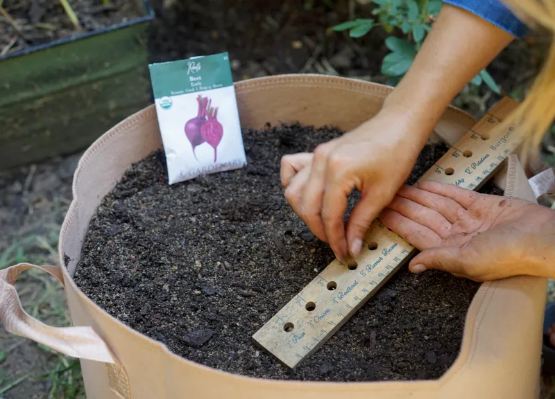 Direct sowing gives fall beets a clean start