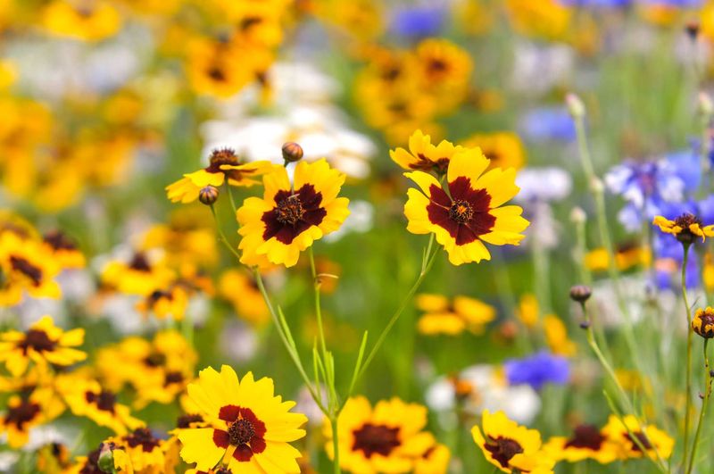 Coreopsis (Tickseed)