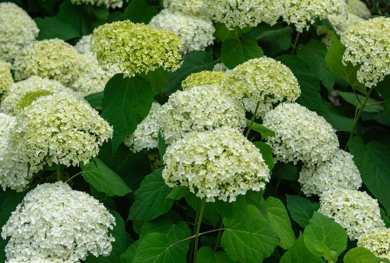 Bloom color and timing depend on the hydrangea