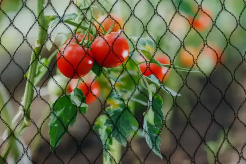 Bird Netting