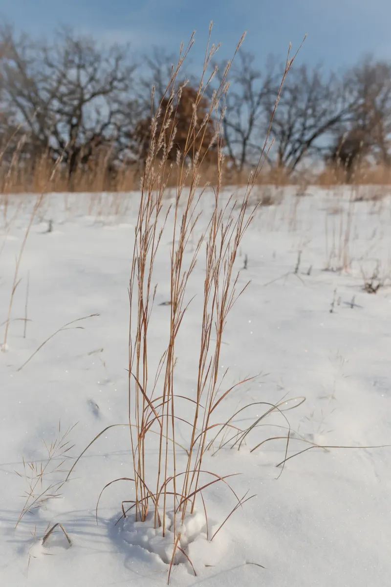 Mowing Down Native Grasses and Meadow Edges
