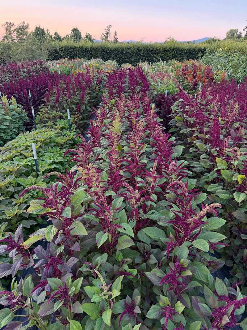 Match the amaranth to the garden plan