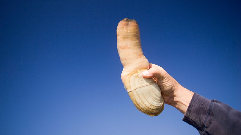 Geoduck