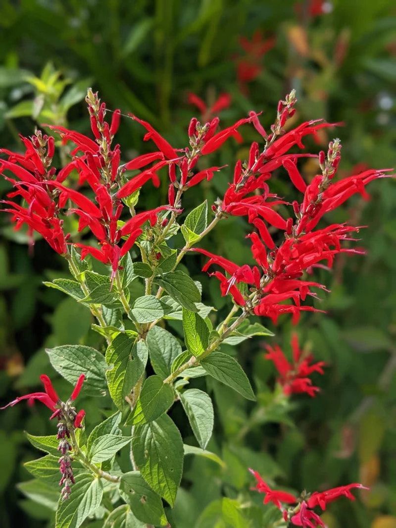 Pineapple Sage (Salvia elegans)