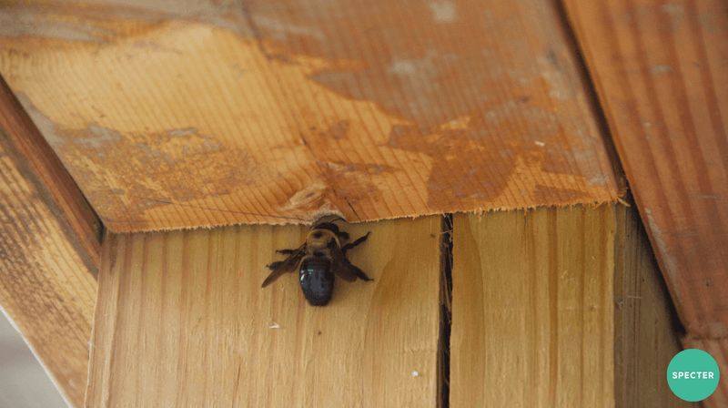 Most carpenter-bee damage calls for proportionate concern