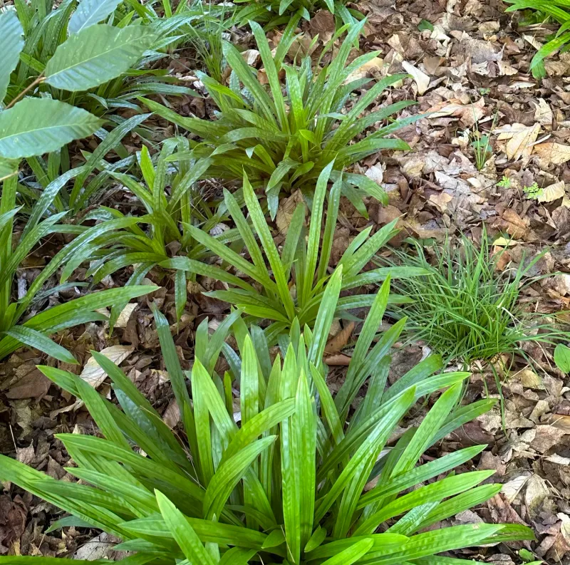 Plantain-leaved Sedge