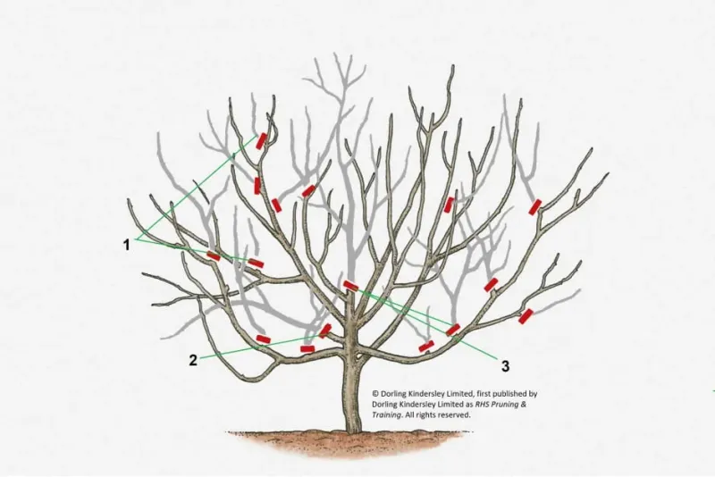 Do not answer a stalled crop with late fertilizer or heavy pruning