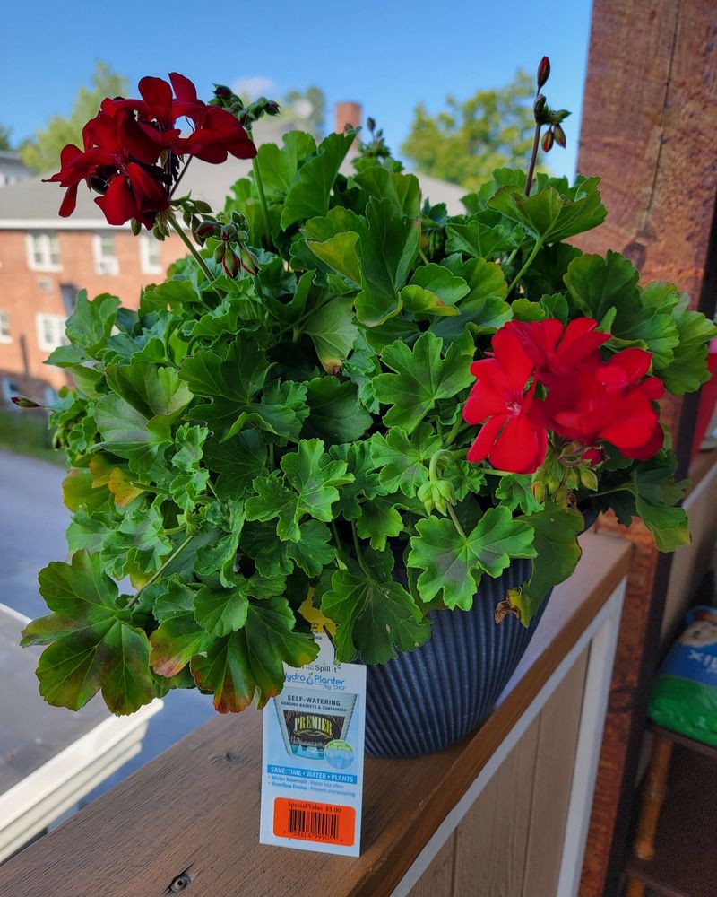 Mix Slow-Release Granules Into the Pot at Planting