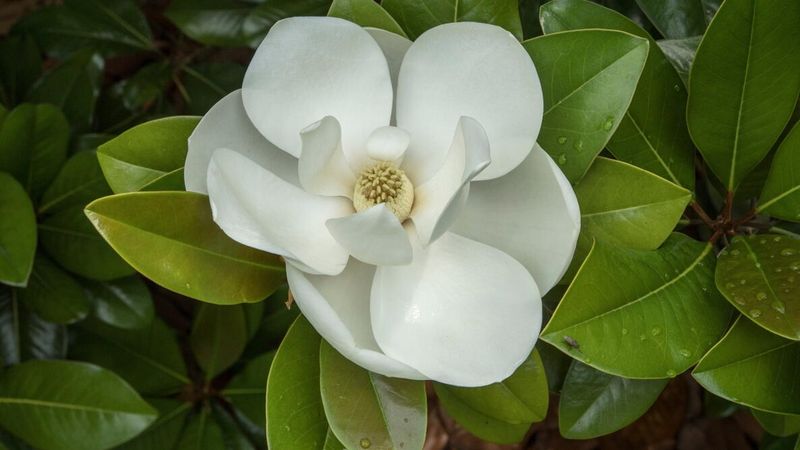 Magnolia