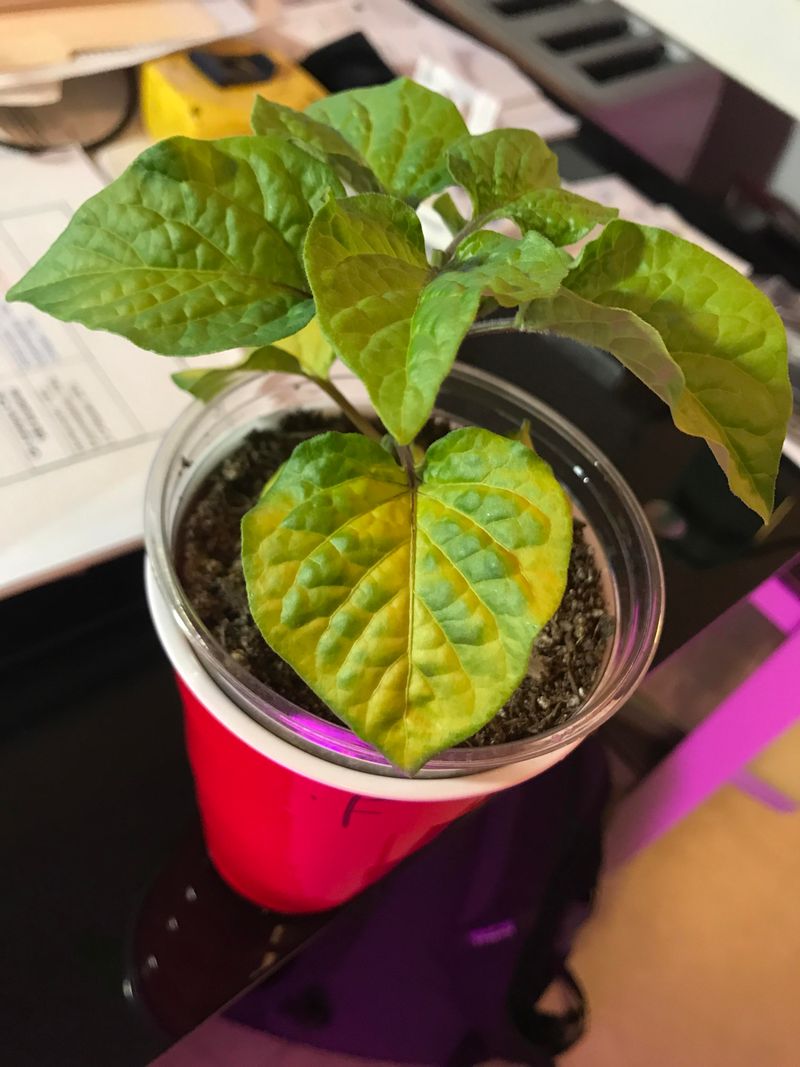 Read Yellowing Leaves for Nitrogen Signals