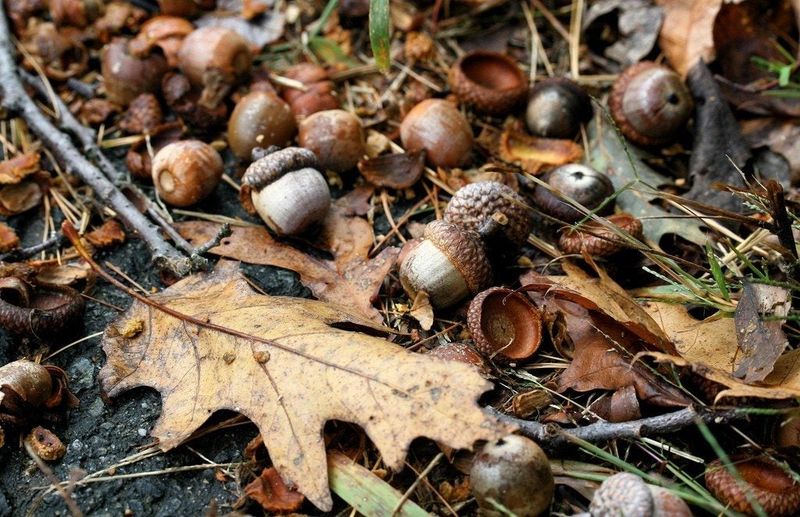 Carbon Boost for Your Compost Pile