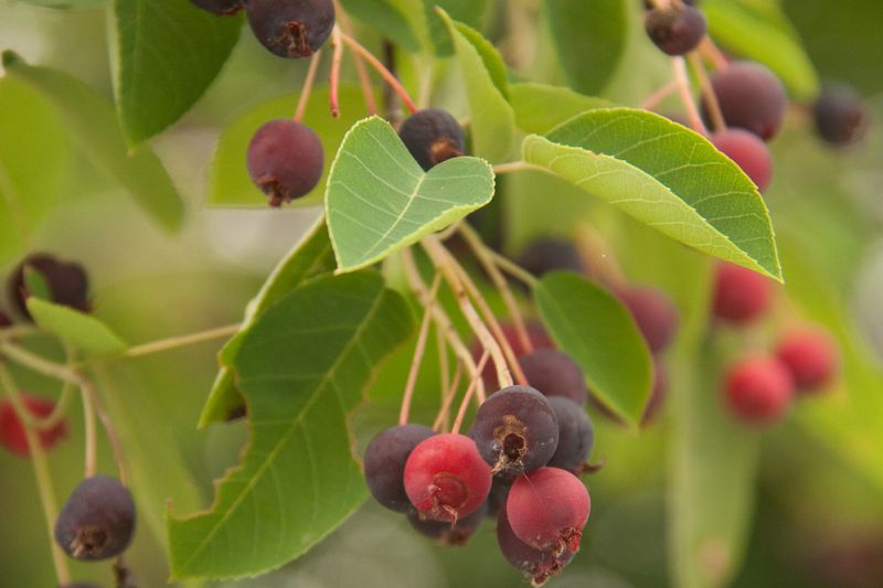 Serviceberry (Amelanchier)