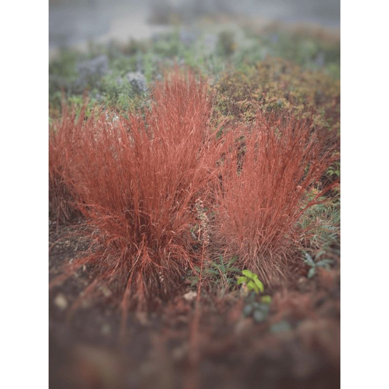 Little Bluestem (Schizachyrium scoparium)