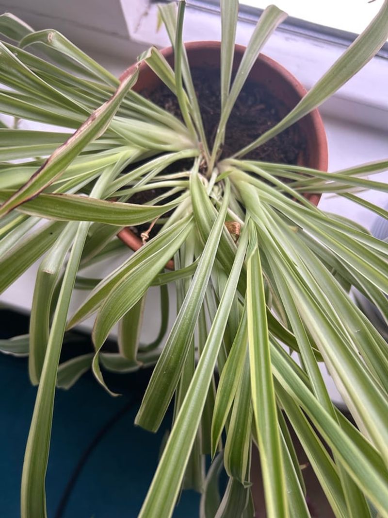 Leaves That Feel Swollen or Soft