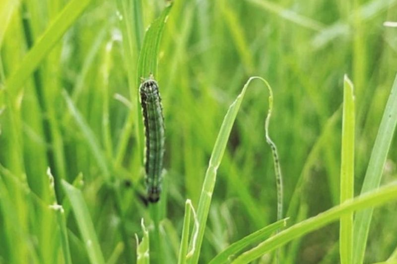 Match the response to the larvae and the lawn