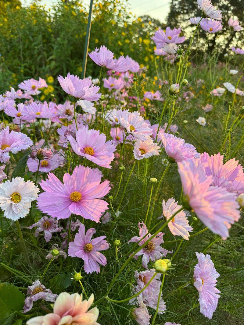 Cosmos