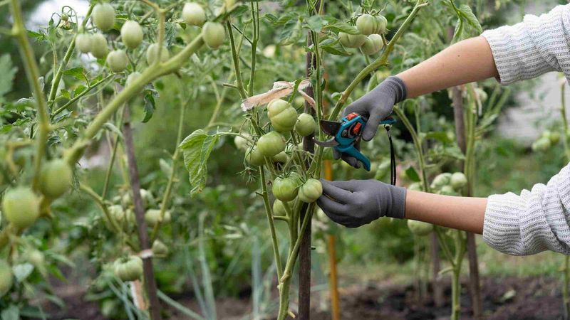 Prune First, Then Feed the Energy Back In