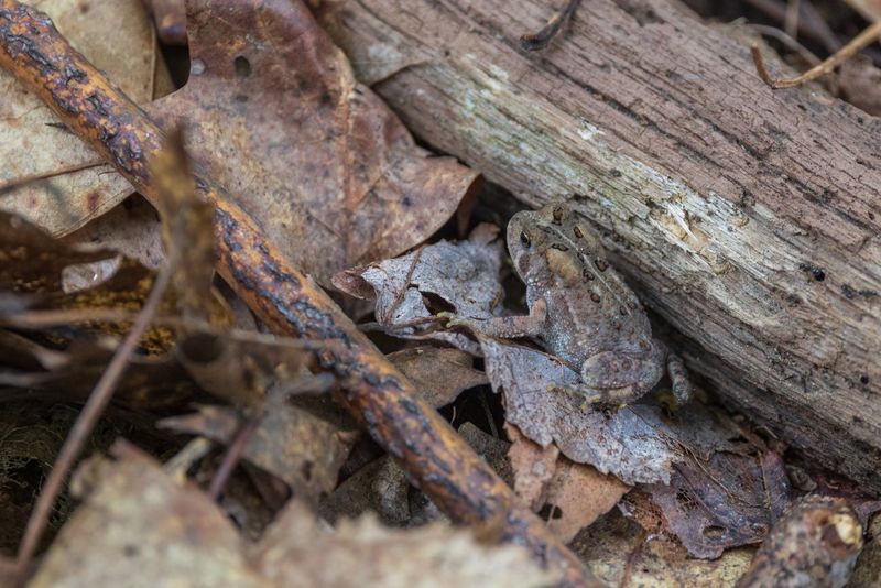 Treat the porch toad as a habitat clue, not a pest-control promise