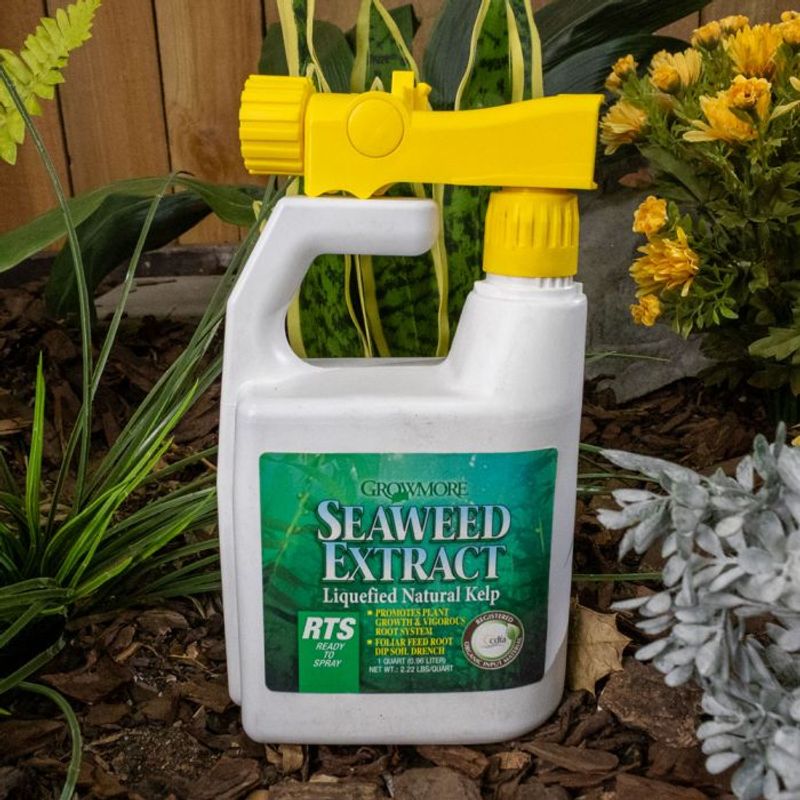 Seaweed and Kelp Extract