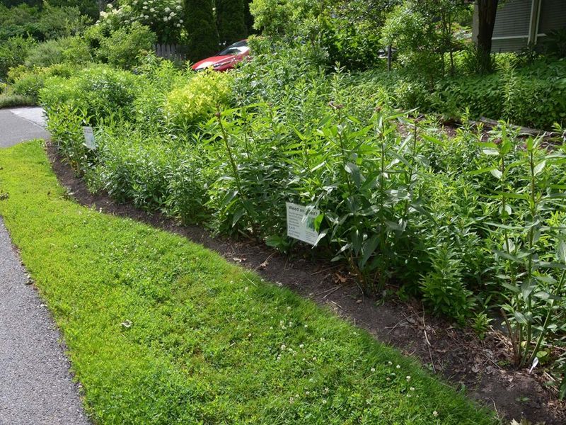 Choose the tree for wildlife and the layout for safety