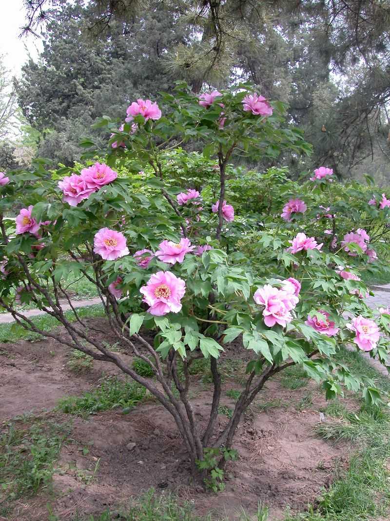 Peony (Tree Peony)