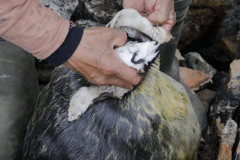 Kiviak (Fermented Seabirds in Seal Skin)