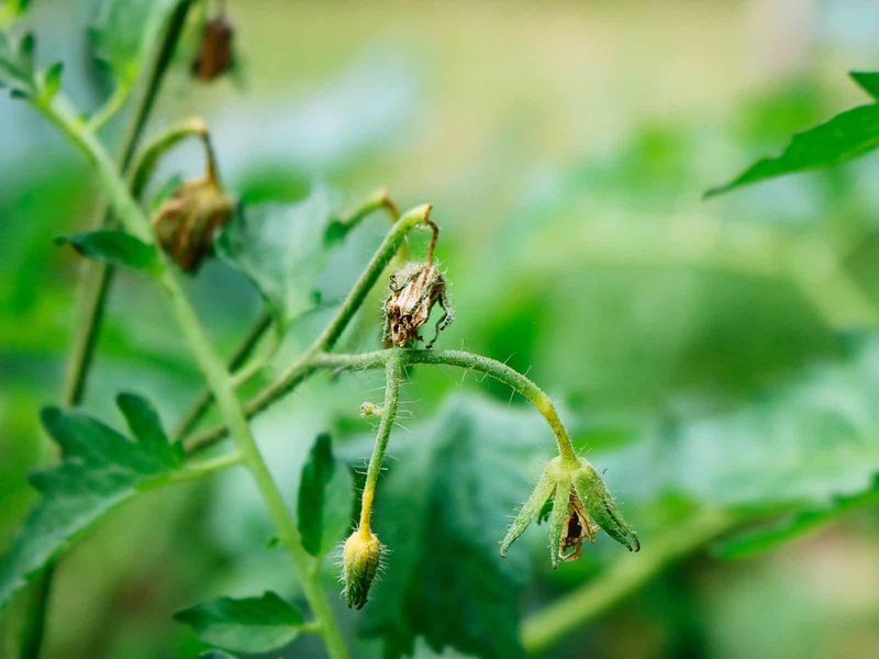 Heat can make flowers disappear even with good nutrition