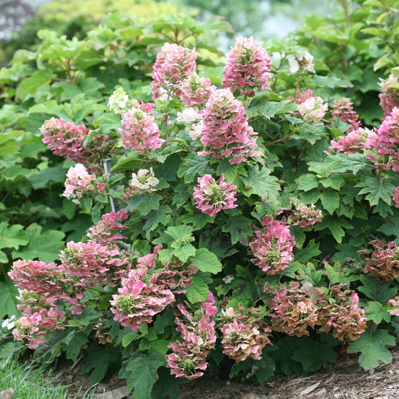 Hydrangeas That Bloom on Old Wood