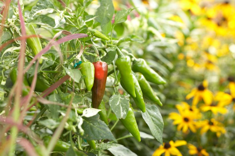 Peppers and Eggplant