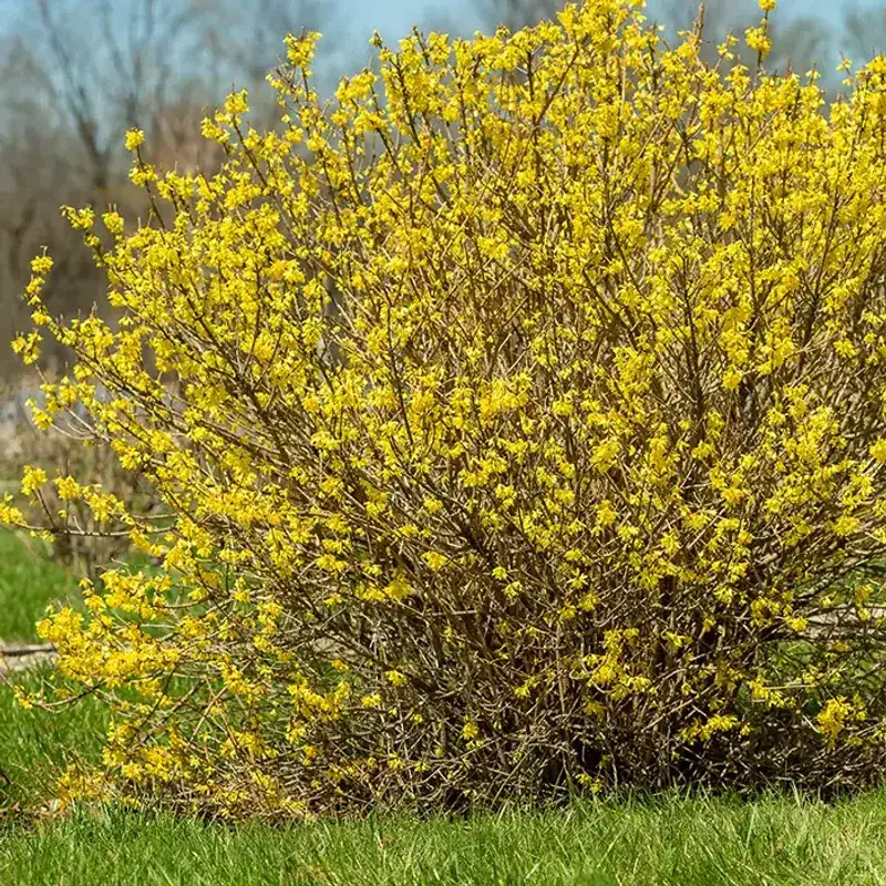 Forsythia