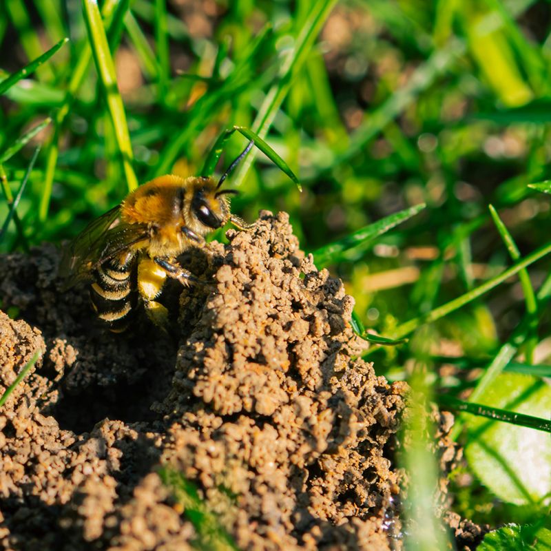 Bare Soil Patches