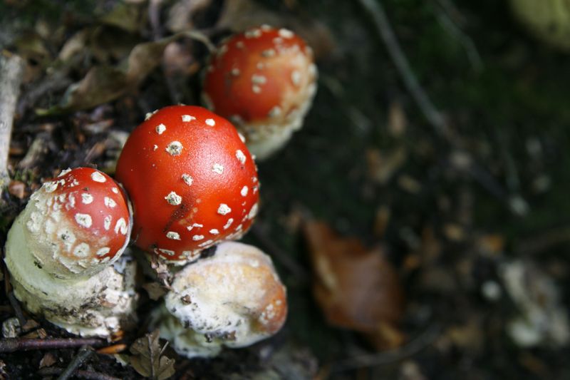 Monitor For Fungal Spots