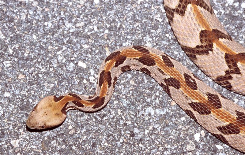 Venomous Snakes