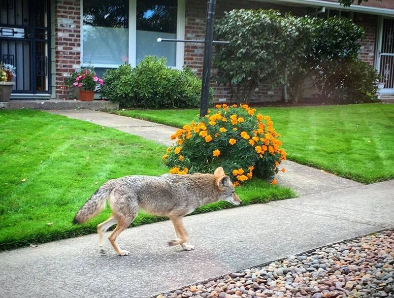 When and how should you haze a coyote?