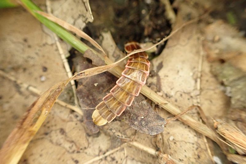 Do all fireflies spend winter in leaf litter?