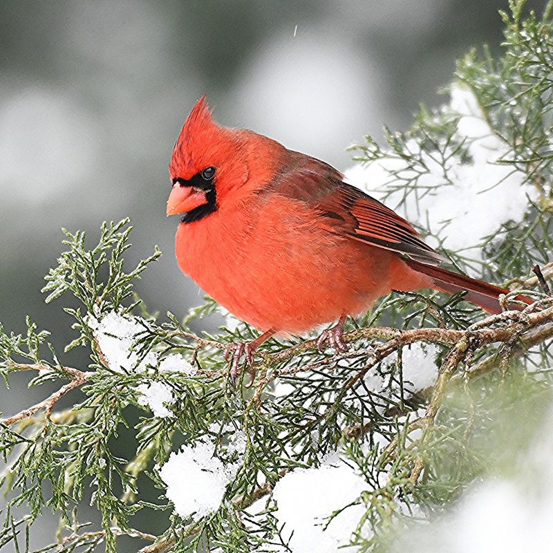 Northern Cardinals
